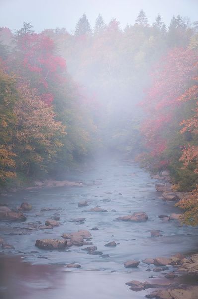 Jaynes Gallery 아티스트의 USA-West Virginia-Davis Foggy stream in Blackwater State Park작품입니다.
